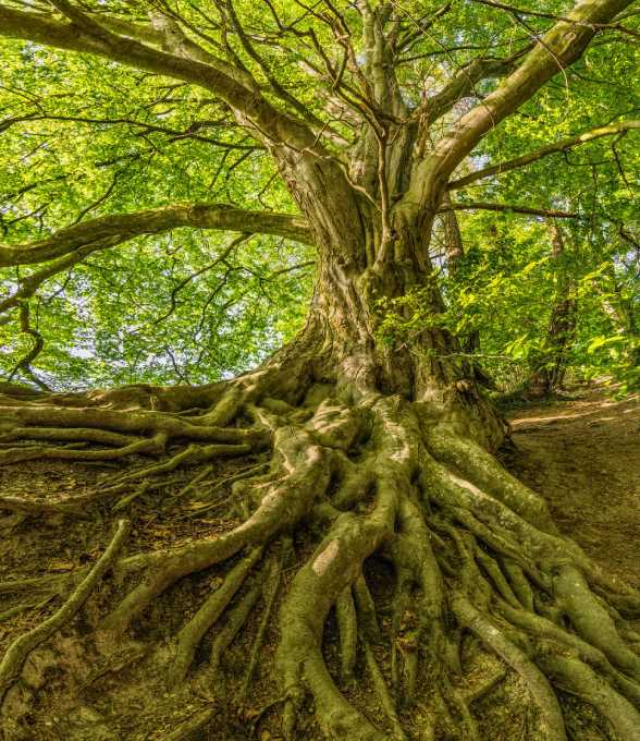 Zentral im Bild ist der Baumstamm mit seinen Verwurzelungen im unteren Bereich des Bildes und seinen grünen Ästen im oberen Bereich des Bildes zu sehen. Der Baum steht in einem Wald uns im Hintergrund kann man weitere Bäume erkennen.
